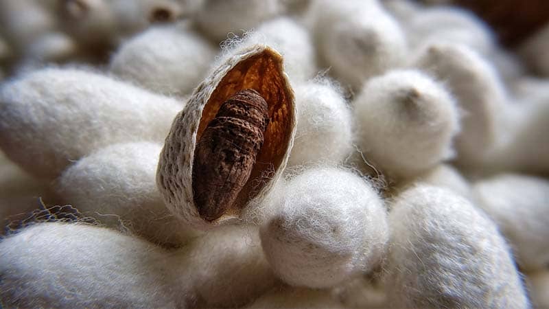 Peace silk (Ahimsa) cocoons and matte spun yarn showing ethical sericulture and natural texture for silk scarves and slow-fashion pieces.